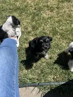 Rowdy, a male Miniature Schnauzer for sale in White Deer, TX – Photo 3 of 4