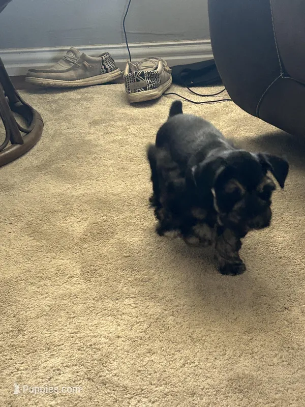 Rowdy – Miniature Schnauzer puppy for sale in White Deer, TX