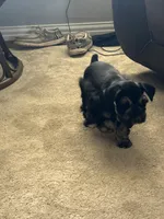 Rowdy, a male Miniature Schnauzer for sale in White Deer, TX – Photo 1 of 4