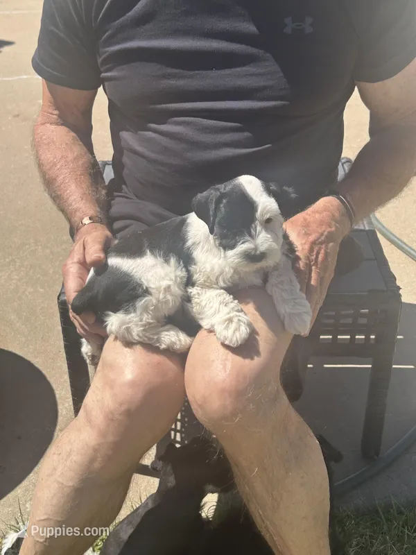 Scout – Miniature Schnauzer puppy for sale in White Deer, TX