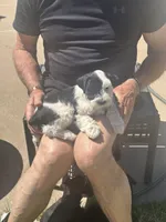 Scout, a male Miniature Schnauzer for sale in White Deer, TX – Photo 1 of 3