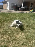 Scout, a male Miniature Schnauzer for sale in White Deer, TX – Photo 3 of 3