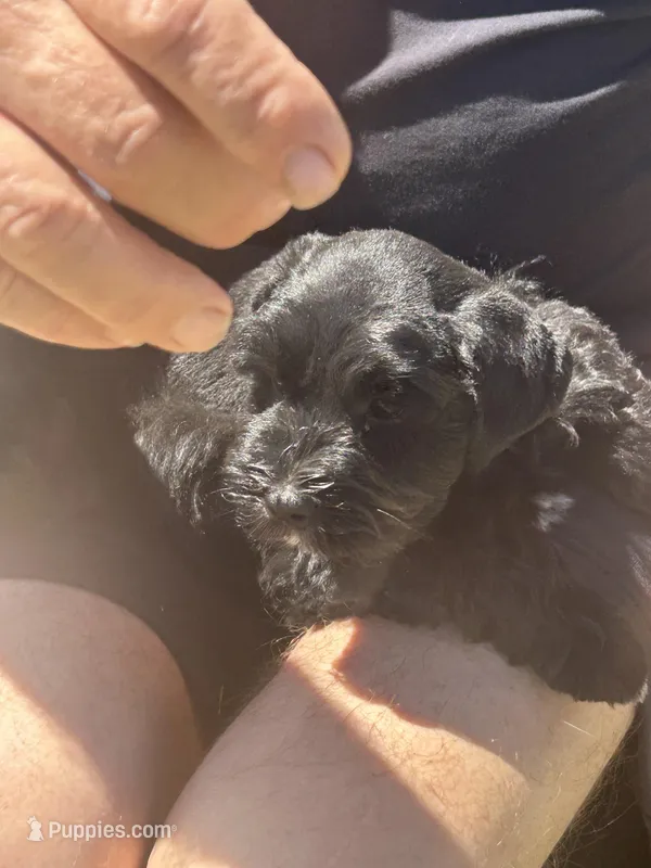 Scout – Miniature Schnauzer puppy for sale in White Deer, TX