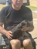 Scout, a female Miniature Schnauzer for sale in White Deer, TX – Photo 2 of 4