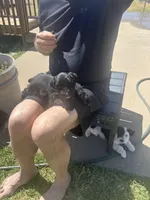 Scout, a female Miniature Schnauzer for sale in White Deer, TX – Photo 3 of 4