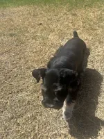 Scout, a female Miniature Schnauzer for sale in White Deer, TX – Photo 4 of 4