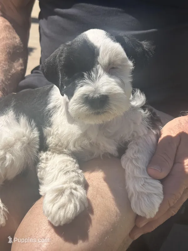 Roxy – Miniature Schnauzer puppy for sale in White Deer, TX