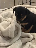 Puppy female 1, a female Chihuahua for sale in Plantation, FL – 1 of 7