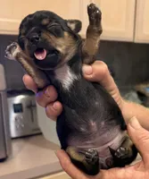 Puppy female 1, a female Chihuahua for sale in Plantation, FL – 5 of 7