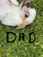 Puppy female 1, a female Chihuahua for sale in Plantation, FL – 7 of 7