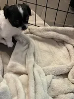 Puppy 1 male, a male Chihuahua for sale in Plantation, FL – 5 of 5