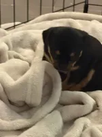 Puppy female 1, a female Chihuahua for sale in Plantation, FL – 3 of 7