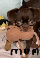 Puppy female 1, a female Chihuahua for sale in Plantation, FL – 6 of 7
