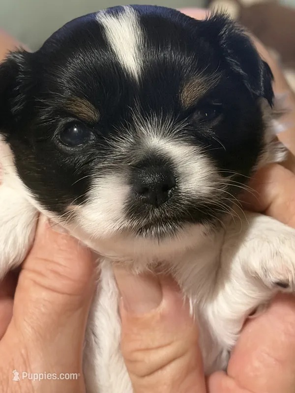 Puppy 1 male – Chihuahua puppy for sale in Plantation, FL