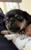 Puppy female 1, a female Chihuahua for sale in Plantation, FL – 4 of 7
