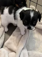 Puppy 1 male, a male Chihuahua for sale in Plantation, FL – 4 of 5