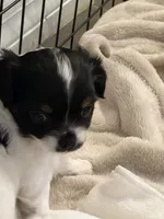 Puppy 1 male, a male Chihuahua for sale in Plantation, FL – 3 of 5