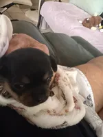 Puppy female 1, a female Chihuahua for sale in Plantation, FL – 2 of 7