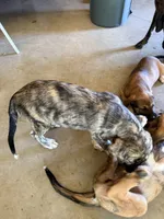 Female - Purple, a female English Mastiff for sale in Tonganoxie, KS – 7 of 7
