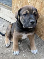 Male - Light Blue, a male English Mastiff for sale in Tonganoxie, KS – 3 of 3