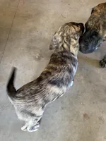 Female - Purple, a female English Mastiff for sale in Tonganoxie, KS – 2 of 7