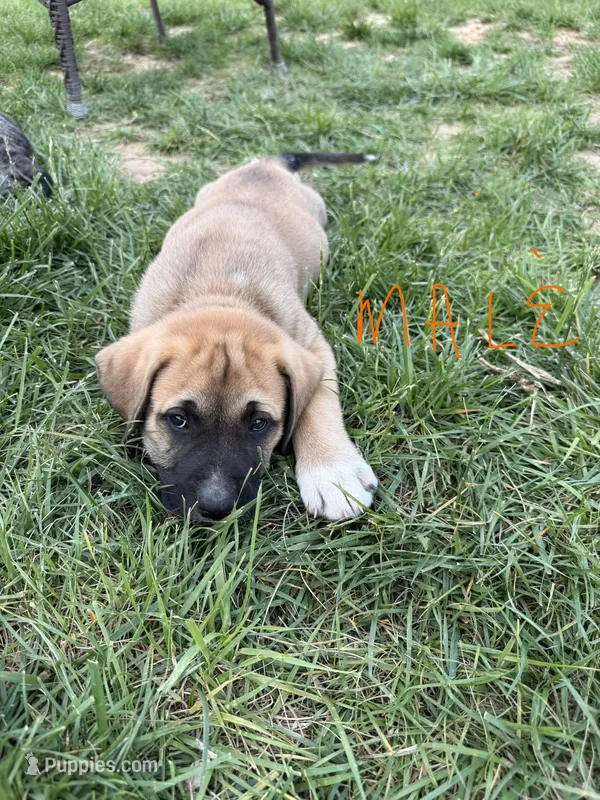Male - Orange – English Mastiff puppy for sale in Tonganoxie, KS