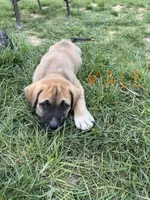 Male - Orange, a male English Mastiff for sale in Tonganoxie, KS – 1 of 2