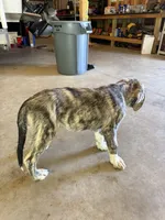 Female - Purple, a female English Mastiff for sale in Tonganoxie, KS – 6 of 7