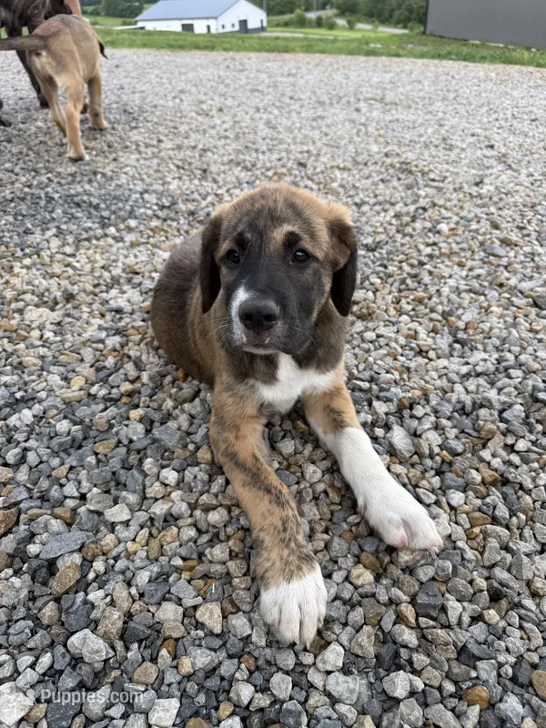 Male - Red – English Mastiff puppy for sale in Tonganoxie, KS