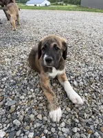 Male - Red, a male English Mastiff for sale in Tonganoxie, KS – 1 of 9