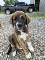 Male - Red, a male English Mastiff for sale in Tonganoxie, KS – 2 of 9