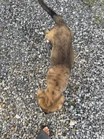 Male - Red, a male English Mastiff for sale in Tonganoxie, KS – 7 of 9