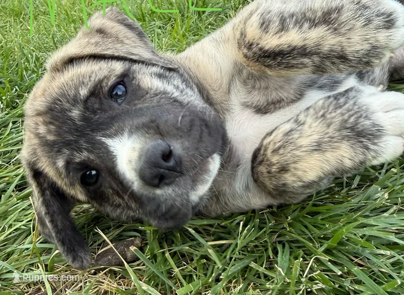 Male - Light Green – English Mastiff puppy for sale in Tonganoxie, KS