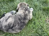 Male - Light Green, a male English Mastiff for sale in Tonganoxie, KS – 3 of 4