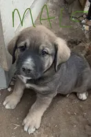 Male - Dark Green, a male English Mastiff for sale in Tonganoxie, KS – 1 of 2
