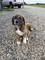 Male - Red, a male English Mastiff for sale in Tonganoxie, KS – 6 of 9
