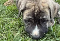 Male - Light Green, a male English Mastiff for sale in Tonganoxie, KS – 4 of 4