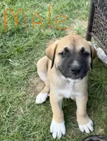 Male - Orange, a male English Mastiff for sale in Tonganoxie, KS – 2 of 2