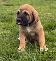 Male - Yellow, a male English Mastiff for sale in Tonganoxie, KS – 2 of 2