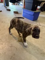 Female - Purple, a female English Mastiff for sale in Tonganoxie, KS – 3 of 7
