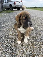 Male - Red, a male English Mastiff for sale in Tonganoxie, KS – 3 of 9