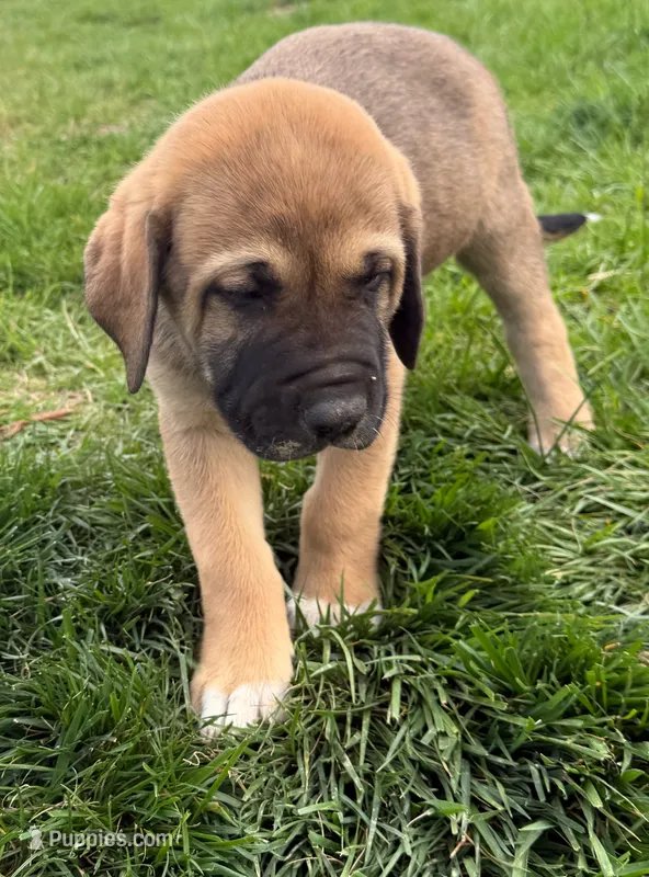 Male - Yellow – English Mastiff puppy for sale in Tonganoxie, KS