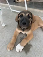 Female - Light Pink, a female English Mastiff for sale in Tonganoxie, KS – 3 of 4