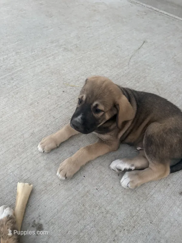 Male - Dark Green – English Mastiff puppy for sale in Tonganoxie, KS
