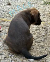 Male - Light Blue, a male English Mastiff for sale in Tonganoxie, KS – 2 of 3