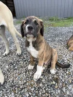 Male - Red, a male English Mastiff for sale in Tonganoxie, KS – 9 of 9