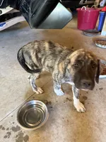 Female - Purple, a female English Mastiff for sale in Tonganoxie, KS – 5 of 7