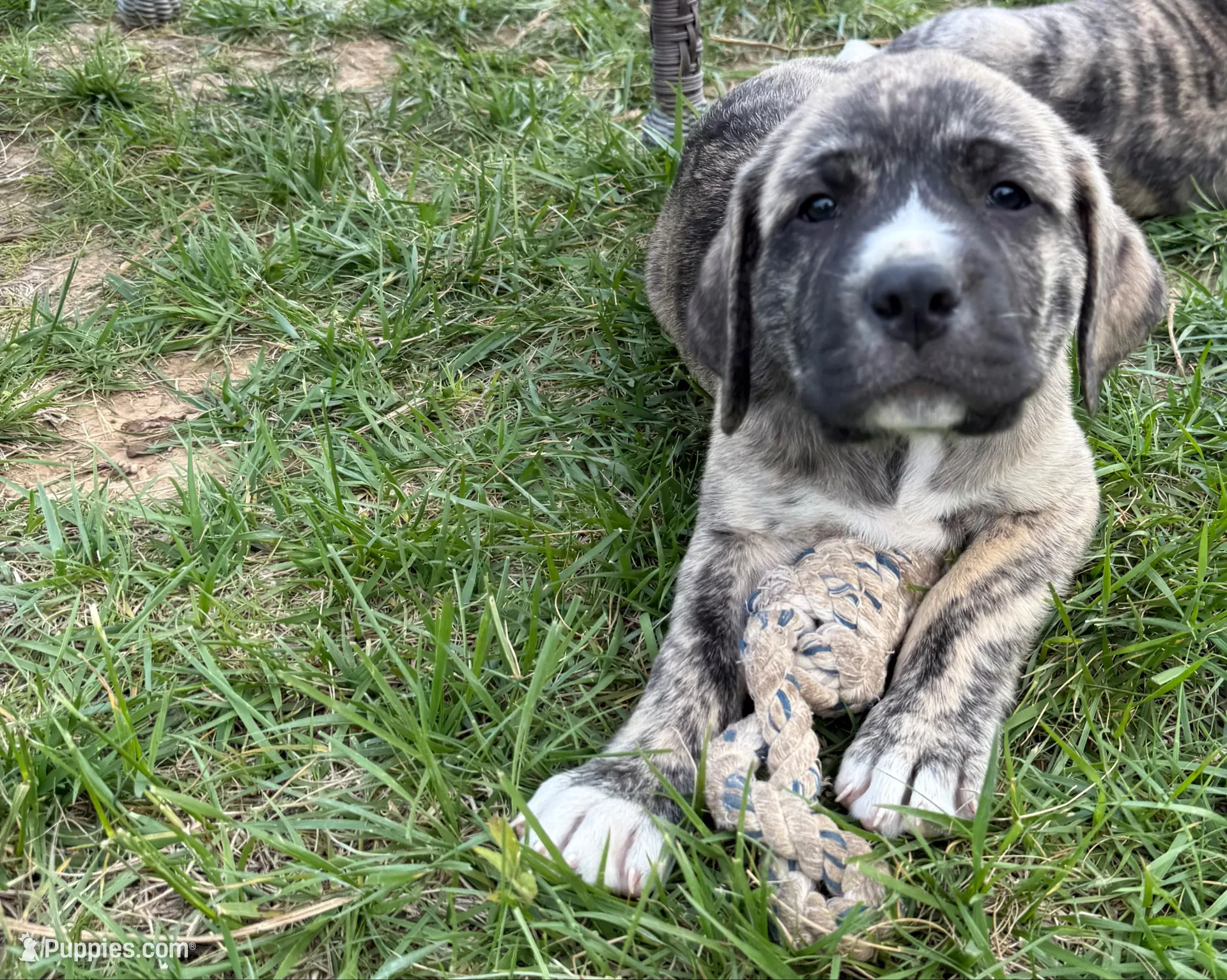 Male - Light Green, a male English Mastiff for sale in Tonganoxie, KS – 2 of 4