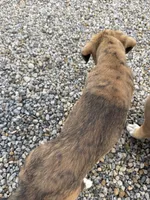 Male - Red, a male English Mastiff for sale in Tonganoxie, KS – 4 of 9
