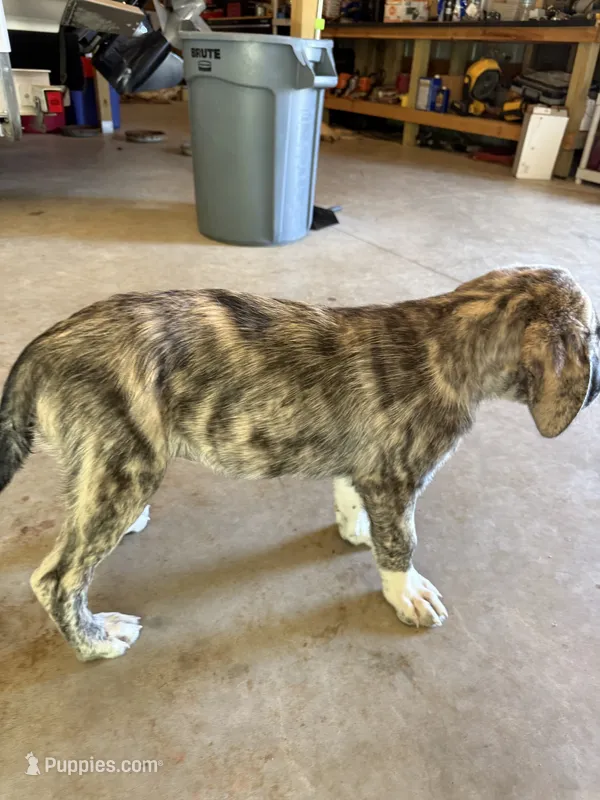 Female - Purple – English Mastiff puppy for sale in Tonganoxie, KS
